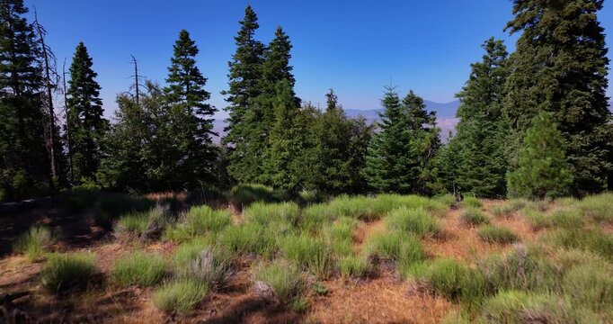 Pine Tree Forest Overlooking Cuyama Valley California Video 