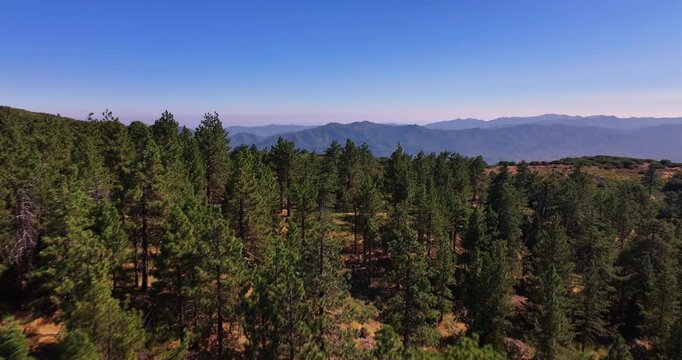 Ojai Matilija Wilderness Pine Forest Aerial Video 