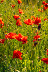 Obraz premium Vibrant Red Poppies in Sunlit Meadow. Field of Wild Flowers in Full Bloom