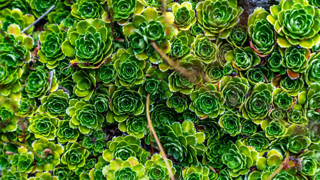 Green saxifraga hostii tausch plant
