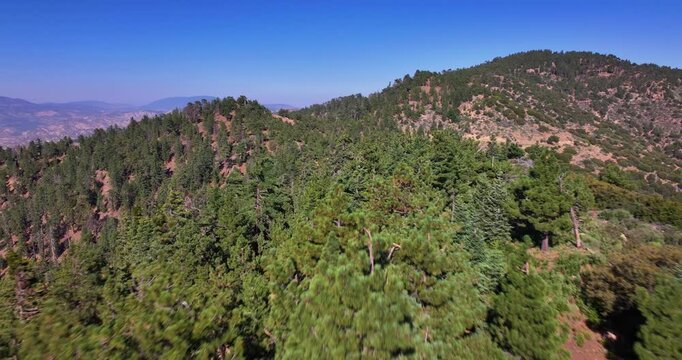 Pine Tree Forest Ojai Matilija Aerial Video 