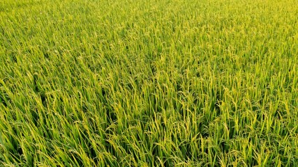 Lush green rice paddies in Southeast Asia, symbolizing the importance of agriculture and harvest prosperity during Songkran Festival