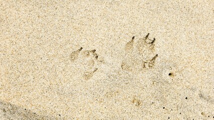 Dog paw prints on a sandy beach highlight the joy of summer vacations and coastal adventures
