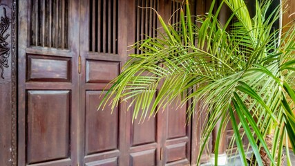 A lush green palm adds a tropical touch in front of intricately carved, traditional wooden doors, representing cultural heritage © fotoworld