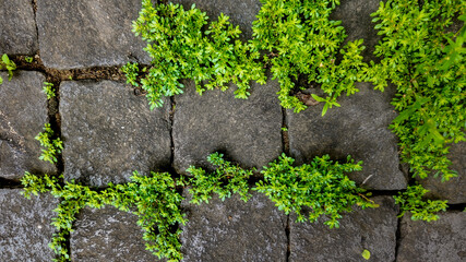 Close-up of green plants growing between aged stone bricks, symbolizing nature's resilience and...