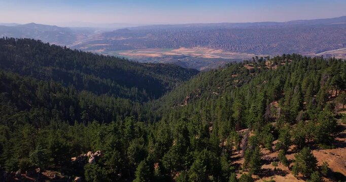Pine Forest Reyes Peak Aerial Drone Video 