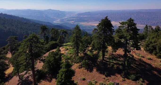 Dramatic California Pine Forest Aerial Drone 