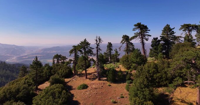 Reyes Peak Ojai California Pine Forest Aerial Video 