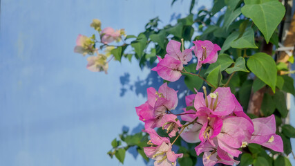Vibrant pink bougainvillea flowers against a light blue wall, symbolizing tropical beauty in a...