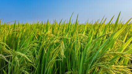 Lush green rice fields under blue sky symbolizing agricultural abundance and the celebration of Rice Harvest Festival, concept of food security