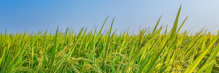 Vibrant green rice field under a clear blue sky represents agricultural harvest season in Asia, perfect for agronomy and sustainability concepts