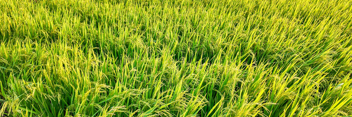 Lush green rice field under the sunlight, symbolizing agricultural abundance and the traditional Asian harvest season, especially during Pongal festival