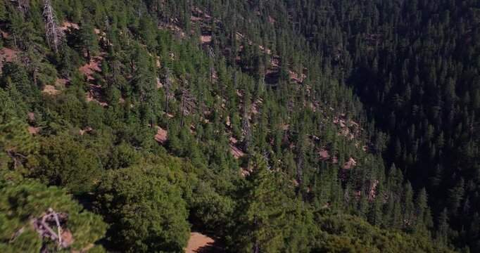 Pine Trees Los Padres California Aerial Video 