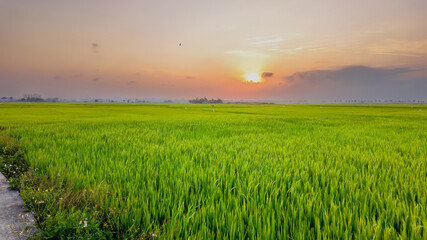 Sunrise over a lush green rice field, symbolizing agricultural prosperity and the Mid-Autumn Festival in rural Asia