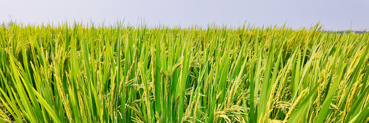 Lush green rice paddy field under a clear sky, symbolizing sustainable agriculture and harvest season in Asia