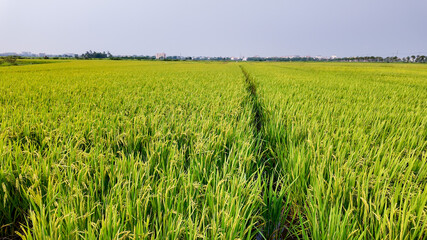 Expansive green rice field under a clear sky, symbolizing agriculture and harvest season in Asian...