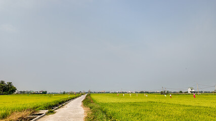 A serene, sunlit rural landscape featuring a narrow pathway through lush, green rice fields in Southeast Asia, emphasizing agricultural traditions and countryside tranquility