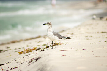 laughing gull closeup