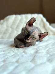 Sphinx kitten cute purebred, pets, kitten lies