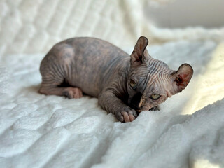 Sphinx kitten cute purebred, pets, kitten lies 