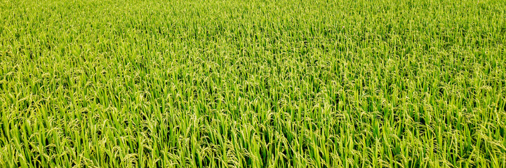 A lush green rice field in Asia during the harvest season, symbolizing agricultural prosperity and sustainability