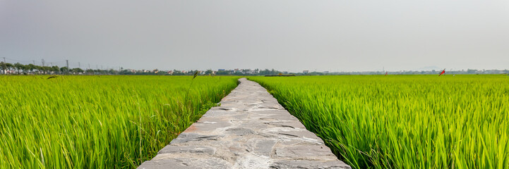 A narrow stone pathway stretches through lush green rice paddies in rural Vietnam, symbolizing...