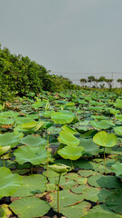 Lush green lotus leaves fill a serene pond in a rural landscape, symbolizing tranquility and natural beauty