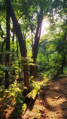 Sunlight shine trough trees in forest