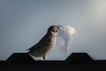 A sparrow, Passer domesticus, with a feather in its beak, captured in gentle light. The photo captures the beauty of everyday nature moments, showing the charm and simplicity of bird life.