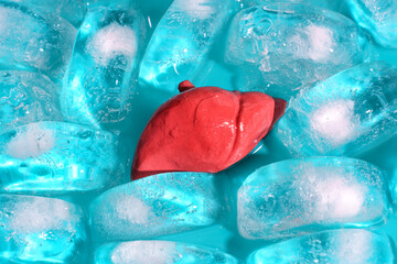 Detailed Liver Model on Ice Cubes for Organ Preservation Techniques Concept
