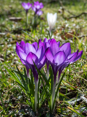 Close-up of purple spring crocuses (Crocus vernus) flowering in a park among dry, brown leaves and fresh green grass in early spring