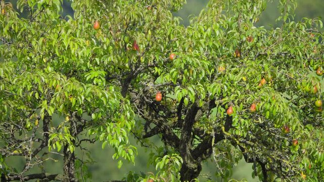 Birnenbaum im Wind