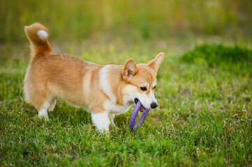 Cheerful Welsh Corgi dog running and playing happily on grass in park with training ring toy holding it in its mouth. Life and training of pets. Concept of training and playing pets outside.