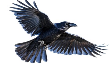 Obraz premium Majestic Raven in Flight with Outstretched Wings