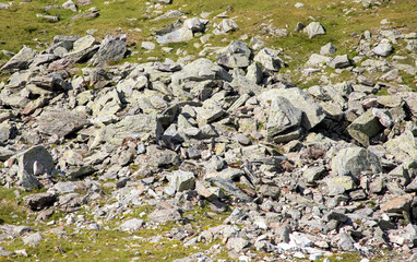 Pieces of broken stones on the field. A rock broken into pieces