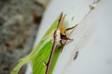 Luna Moth closeup