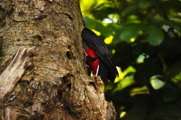 Trogon Surrucura bird in its hole in the tree