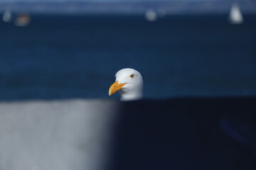 close up of a seagull