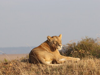 lioness in the grass