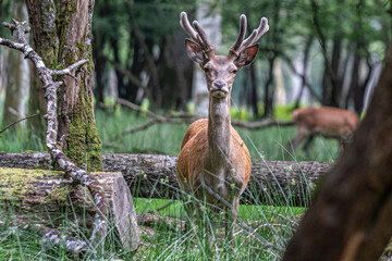 deer in the forest