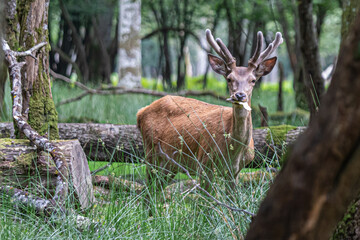 deer in the forest