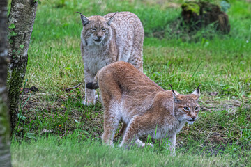 lynx in the zoo