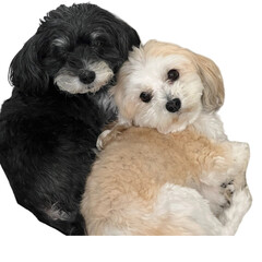 Two cute Havanese dogs laying together. One is brown and the other is black and white