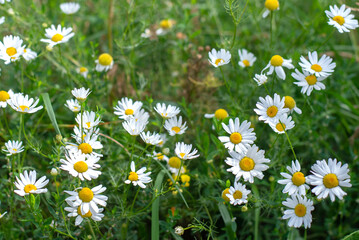 Fototapeta premium Wild flowers chamomile in the field in summer