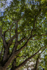 Fototapeta premium Ceiba en Palenque, Chiapas