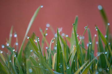Close-up of grass (Poaceae) at dawn with dewdrops, creating a magical morning landscape. The photo captures the subtle beauty of nature and the tranquility of the morning.