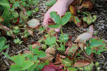 Close up of male hand picking up ripe red strawberries