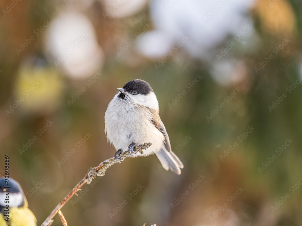 Canvas Prints Cute bird the willow tit, song bird sitting on a branch without leaves in the winter.