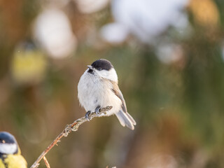 Cute bird the willow tit, song bird sitting on a branch without leaves in the winter.