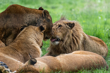 lion and lioness